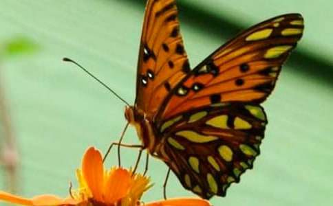 观察蝴蝶的作文(共4篇)