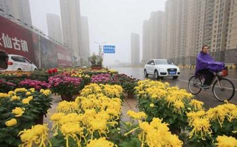 《风雨中的菊花》教学设计