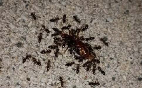 【优选】关于观察蚂蚁的作文4篇