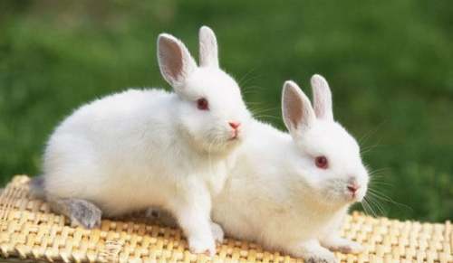 兔子和刺猬赛跑作文