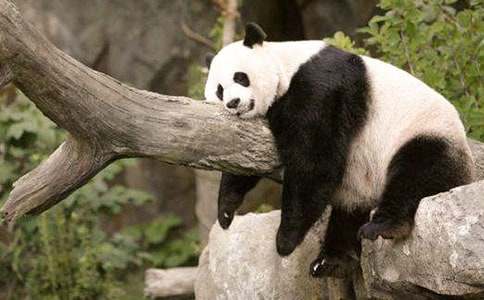 [精华]可爱的大熊猫作文15篇