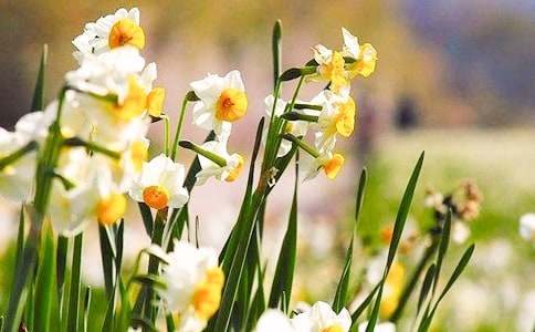 关于水仙花观察日记（精选29篇）