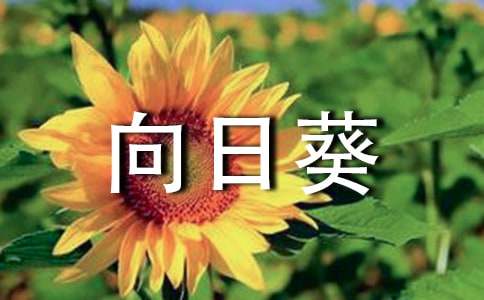 观察向日葵作文三年级