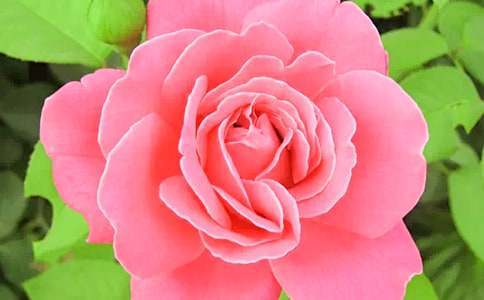 想象作文小月季花（通用20篇）