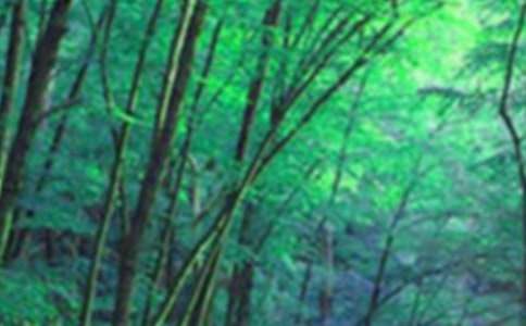 游森林公园作文（精选25篇）