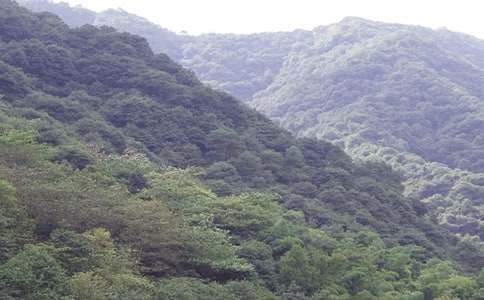 大山小爱为题的诗11首