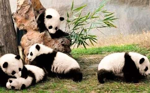 聪明的熊猫和大象的童话作文