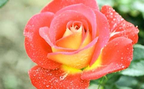 写月季花的作文450字（通用35篇）