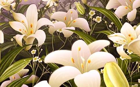 《心田上的百合花》的读后感范文（通用25篇）