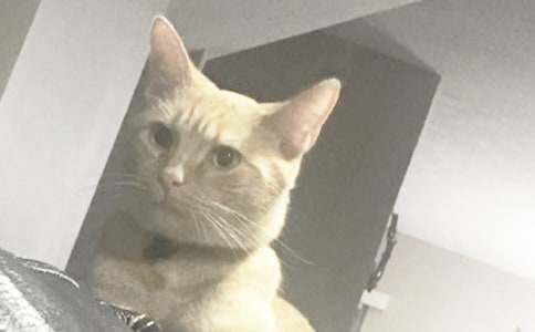 小猫小学作文汇编6篇