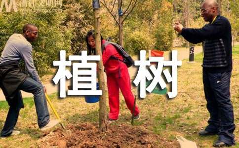 漫画的启示作文植树与乘凉