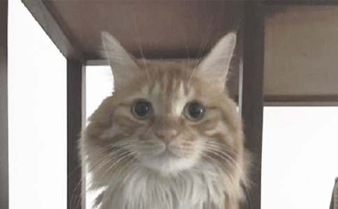 【精选】小猫小学作文7篇