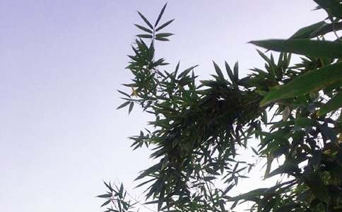 治愈系午安问候语短信44条