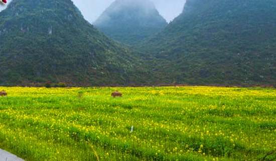 去杭州花圃春游作文