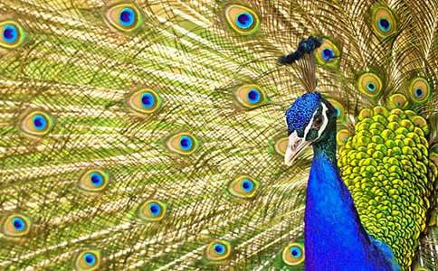 《孔雀东南飞》教学设计(精选21篇)