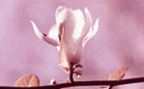 描写玉兰花的名言