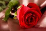 玫瑰的作文9篇[集合]