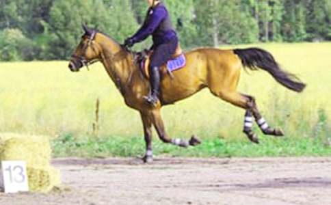 骑马作文300字合集5篇