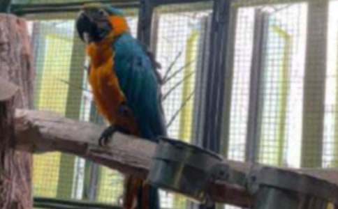 虎皮鹦鹉作文100字