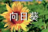 向日葵观察日记15篇
