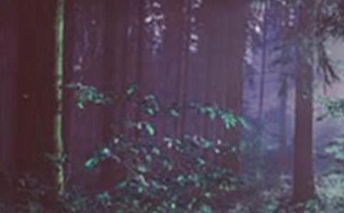 森林防火保证书10篇