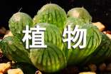 【合集】植物生长观察日记15篇