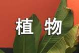 小学生植物观察日记范文合集五篇