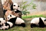 实用的描写熊猫的作文大全[5篇]