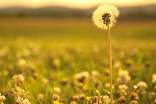 蒲公英的作文优秀[9篇]