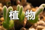 植物生长观察日记范文集锦八篇