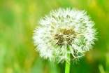 实用的蒲公英的作文6篇(热门)