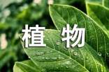 【精】观察植物日记