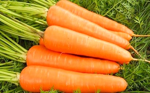 胡萝卜的作文600字六篇