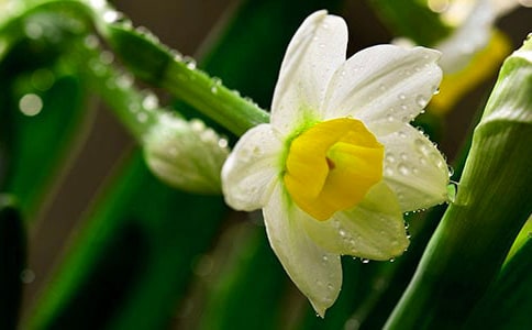 【推荐】水仙的作文600字3篇