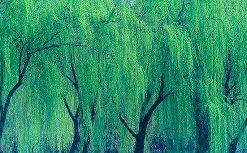 柳树观察日记（精选24篇）