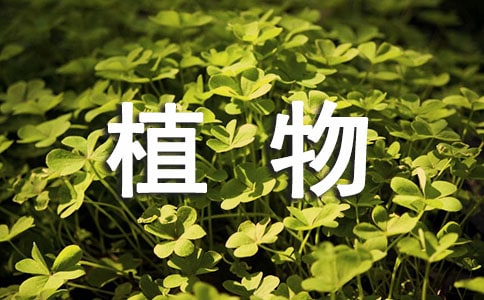 【推荐】观察植物日记汇总5篇