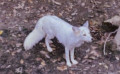 【经典】实用的续写狐狸和乌鸦作文