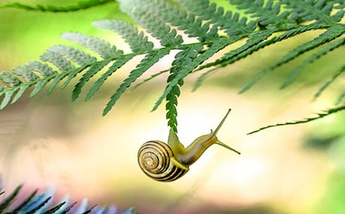 关于蜗牛小学生作文300字汇编九篇