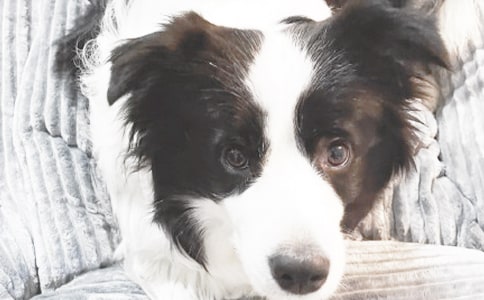 有关观察小狗作文汇编5篇