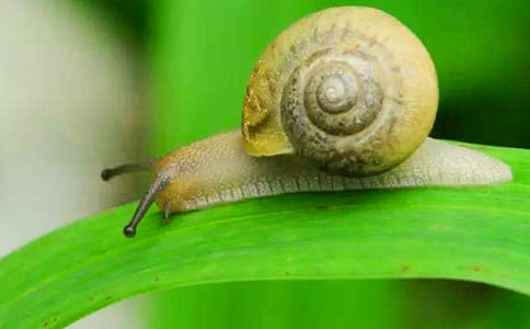 精选蜗牛小学生作文300字汇编九篇