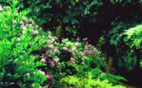 精选花园写景的作文300字集合五篇