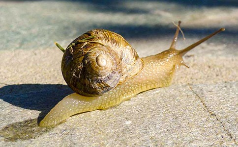 蜗牛的家作文400字经典7篇