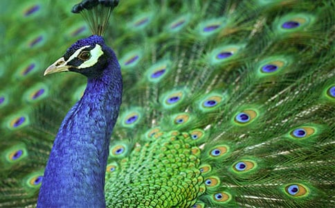 孔雀观察日记合集7篇