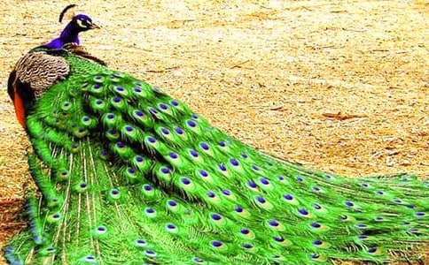 孔雀观察日记7篇