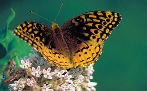 蝴蝶的作文【集合8篇】