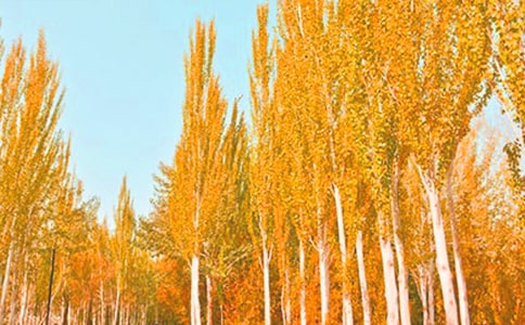 描写白杨树的作文10篇（精）