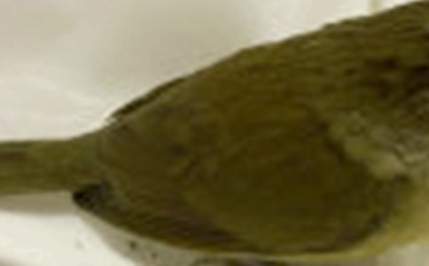 (推荐)变成小鸟作文3篇