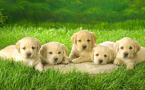 有关观察小狗作文汇总10篇