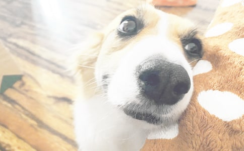 关于调皮的小狗作文300字9篇