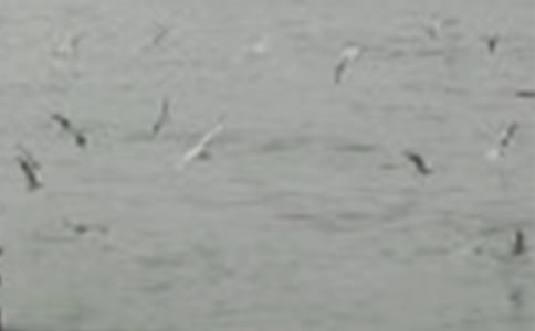 小鸟的作文必备[3篇]